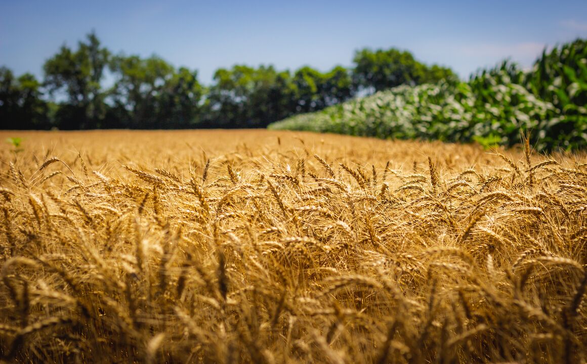 Image of wheat growing in a field